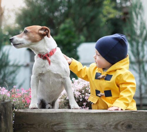 Small kid in yellow jacket with jack russel terrier puppy in spring garden